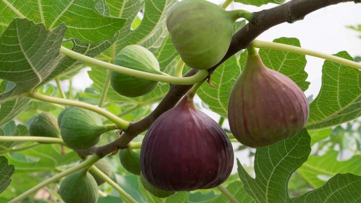 Fig Trees Hold It All Together