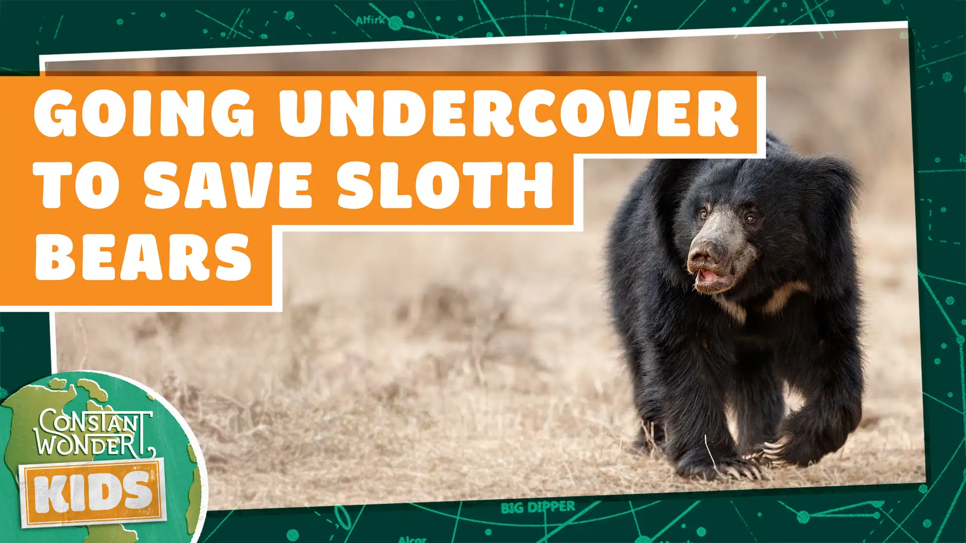Going Undercover to Save Sloth Bears