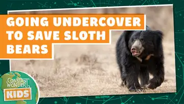 Going Undercover to Save Sloth Bears