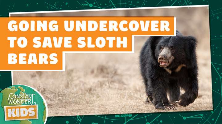 Going Undercover to Save Sloth Bears