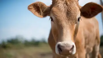 Cow Predators