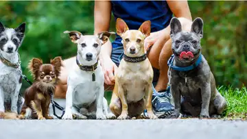 Dog Etiquette