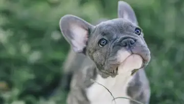 Designer Dogs, Rare Palm, Rat Tickling