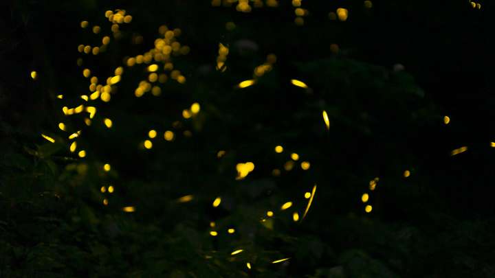 S7 E12: Glimmers of Awe: The Fascinating World of Fireflies