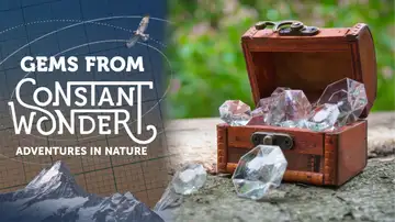 Gems from Constant Wonder: Adventures in Nature