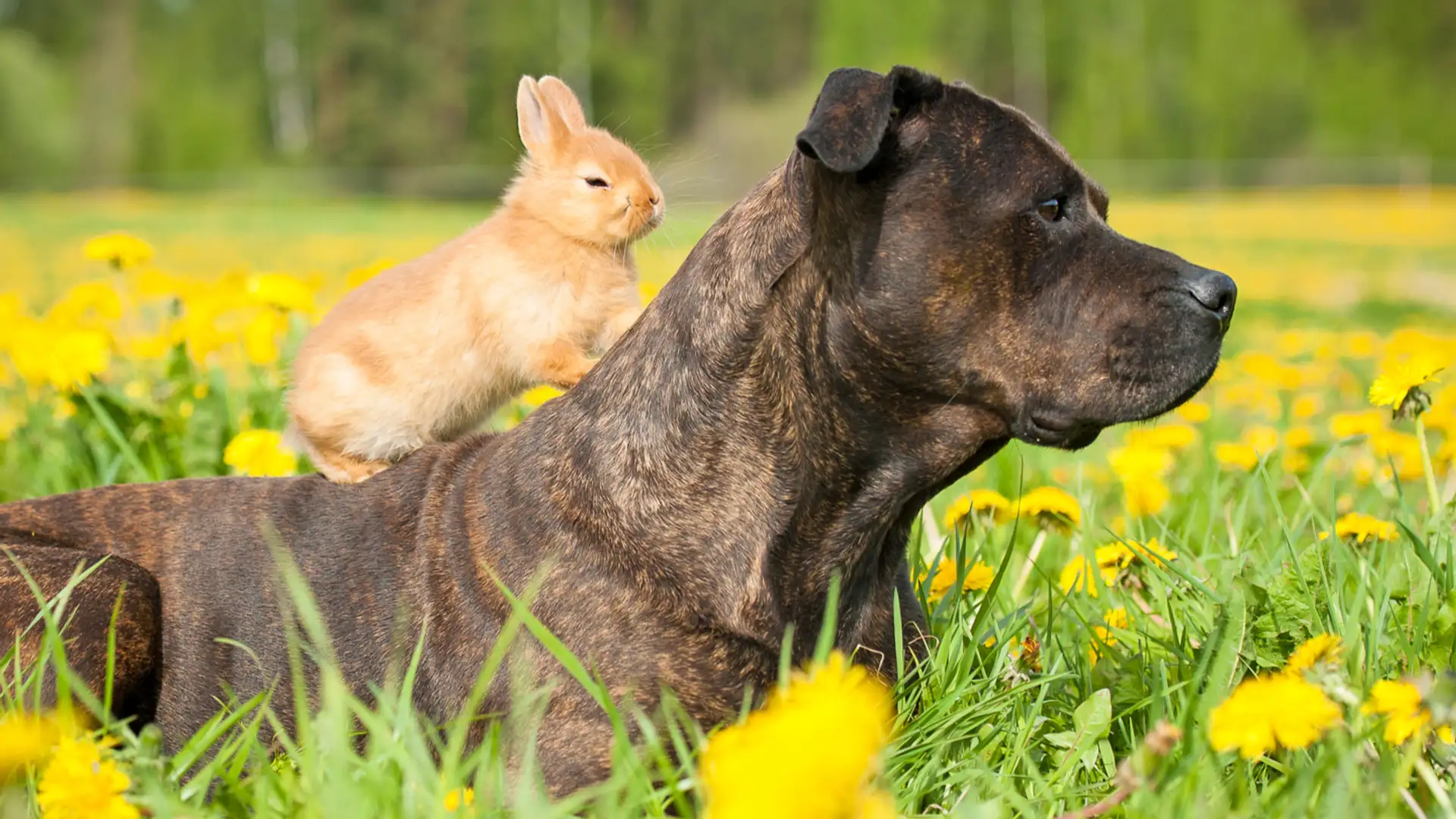 EXTRA **** "Running For His Life" by Heather Forest