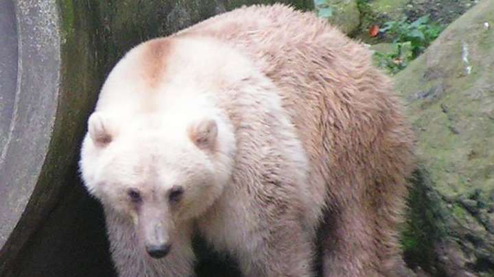 How and Why Hybrid Bears Are Appearing in the North