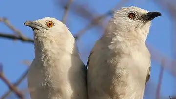 How Cooperation Shaped the World