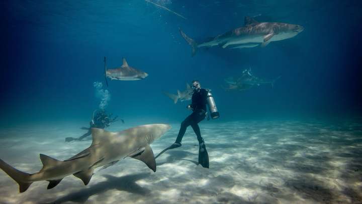 Forget JAWS: Swimming with Sharks