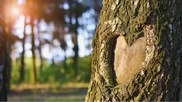 Wholehearted