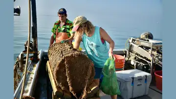 Scallop Farming