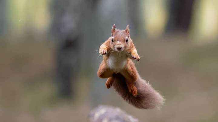 How Squirrels Do Parkour
