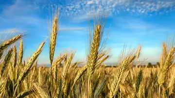 Weeds, Rye, and Political Intrigue in the Soviet Union