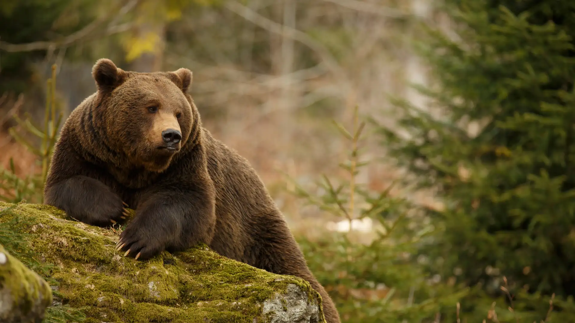 "Bear's Party" by Bill Harley