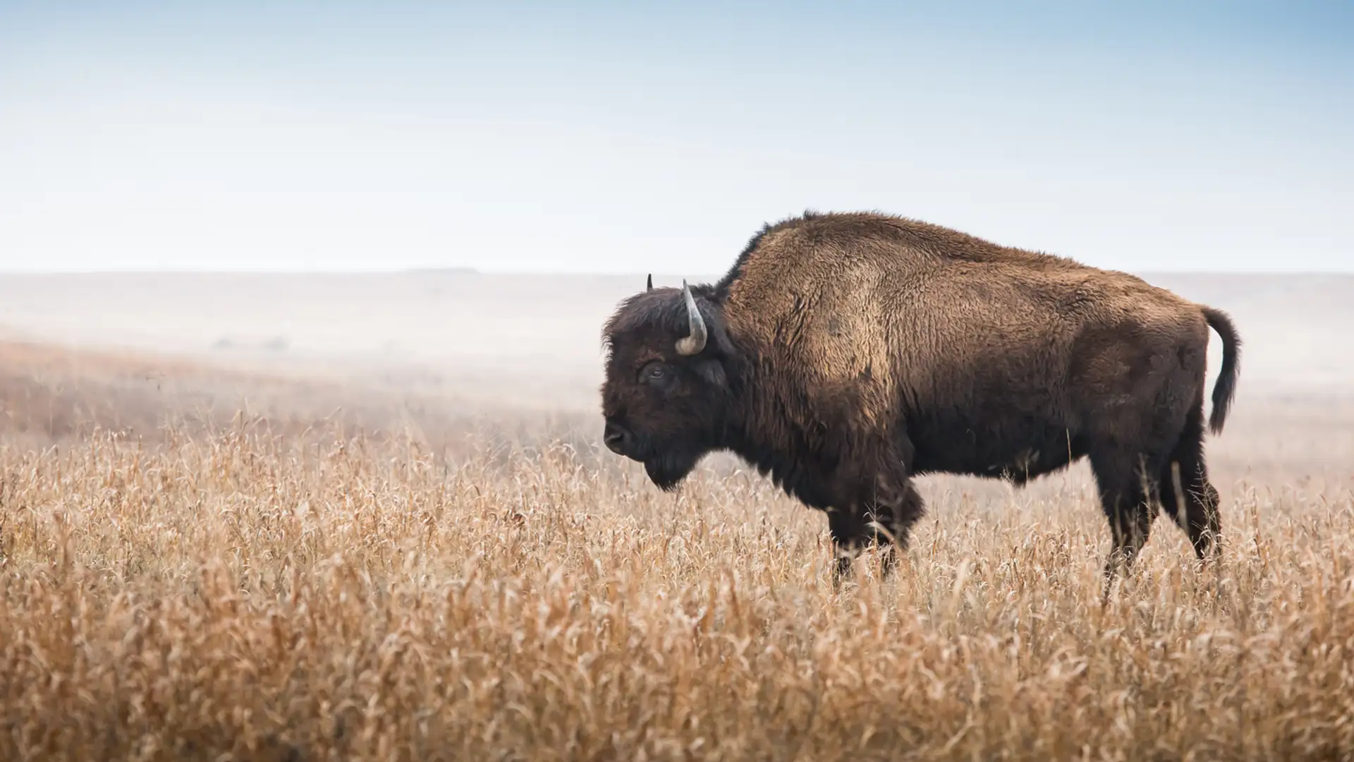 Fighting for Life in an Age of Extinction