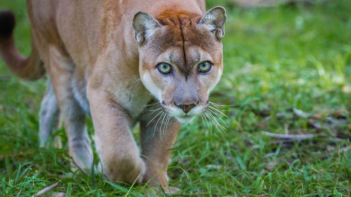 Protecting Panthers
