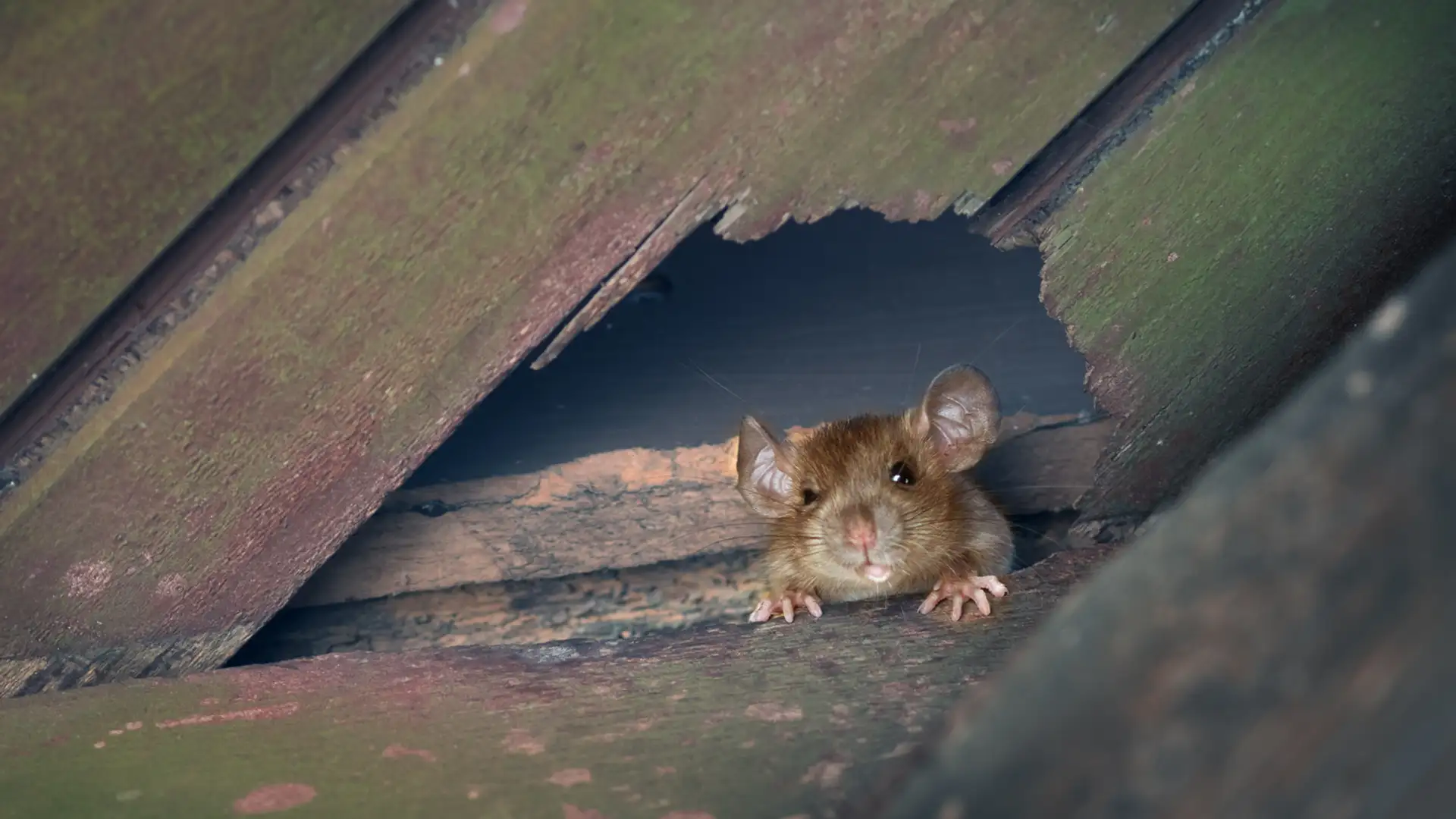 The Great Hanoi Rat Hunt