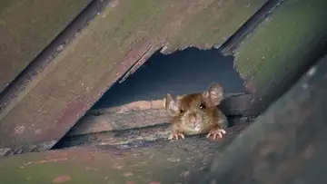 The Great Hanoi Rat Hunt