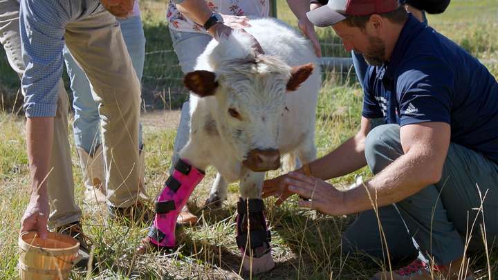 Ivy the Miracle Cow