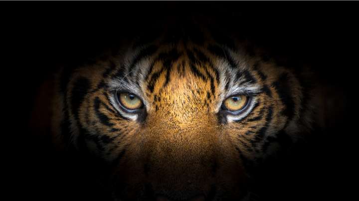 The Tiger's Eyes