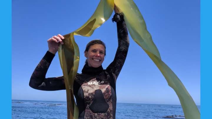Why the Northern California Kelp Forests are Disappearing