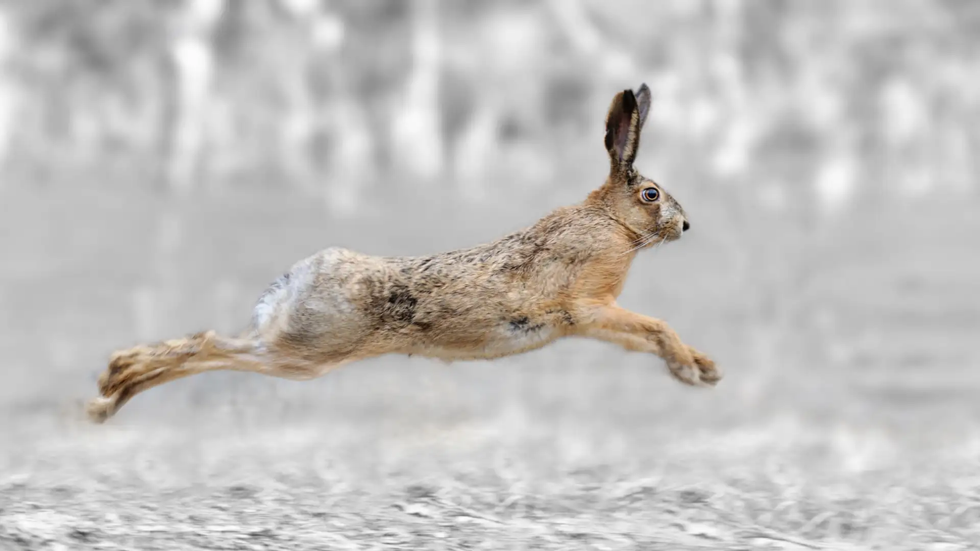 EXTRA: "Rabbit's Snow Dance" by Joseph Bruchac