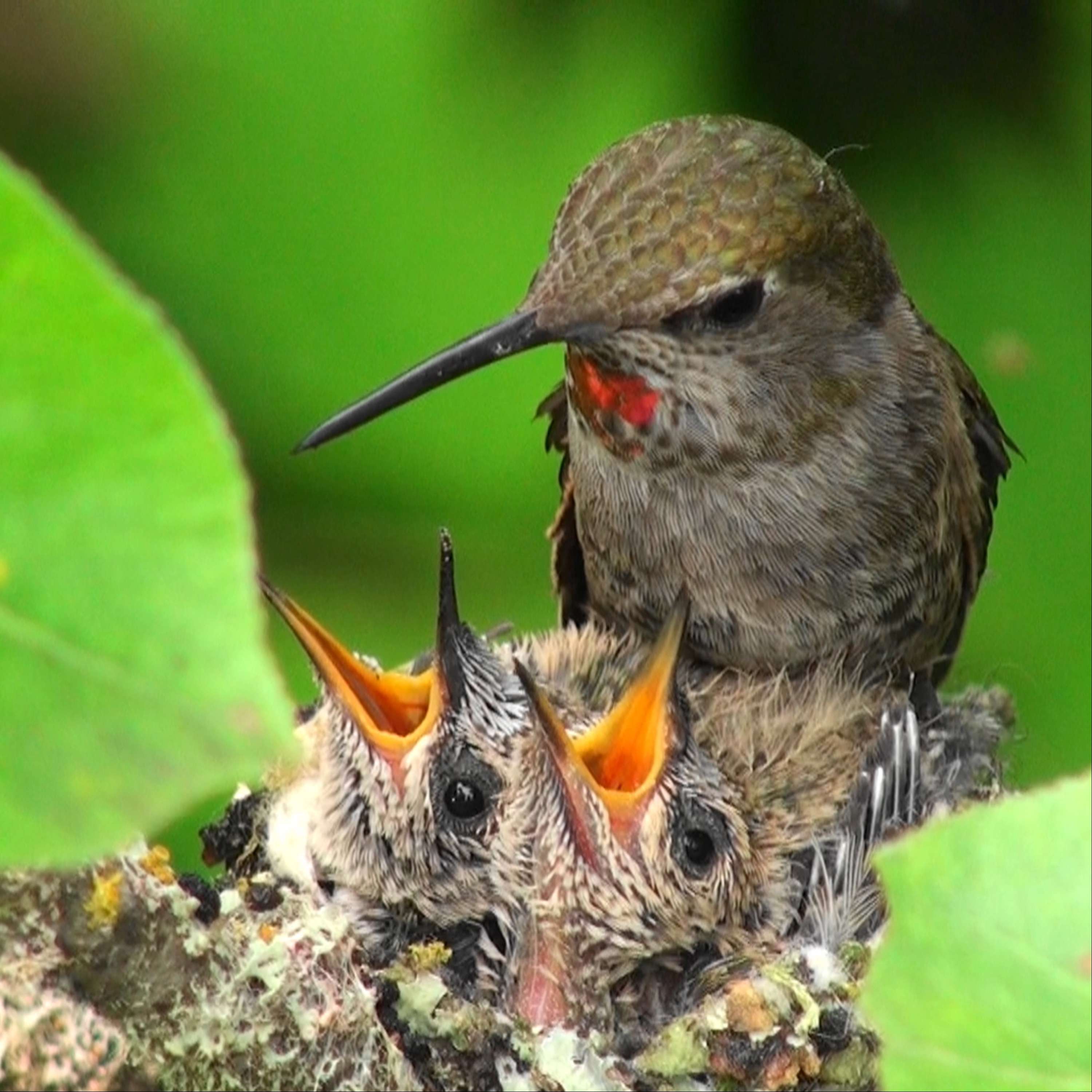 Motherhood In Miniature: Hidden Insight from a Hummingbird Nursery
