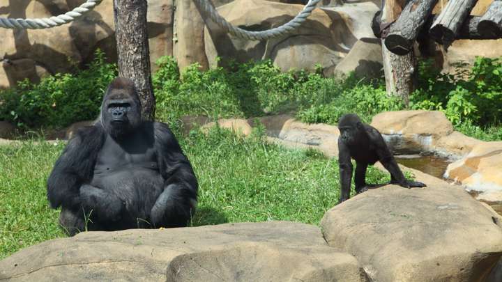 The Gorillas Who Changed the Zoo
