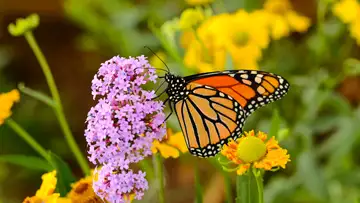 Butterflies