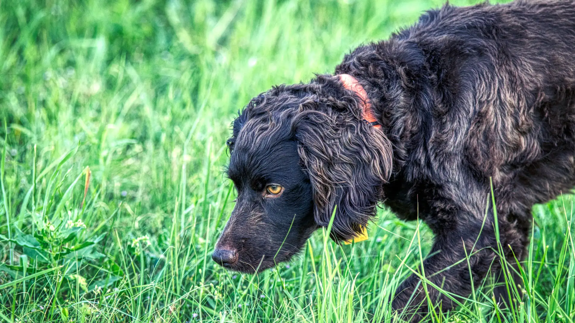 Turtle-Sniffing Dogs