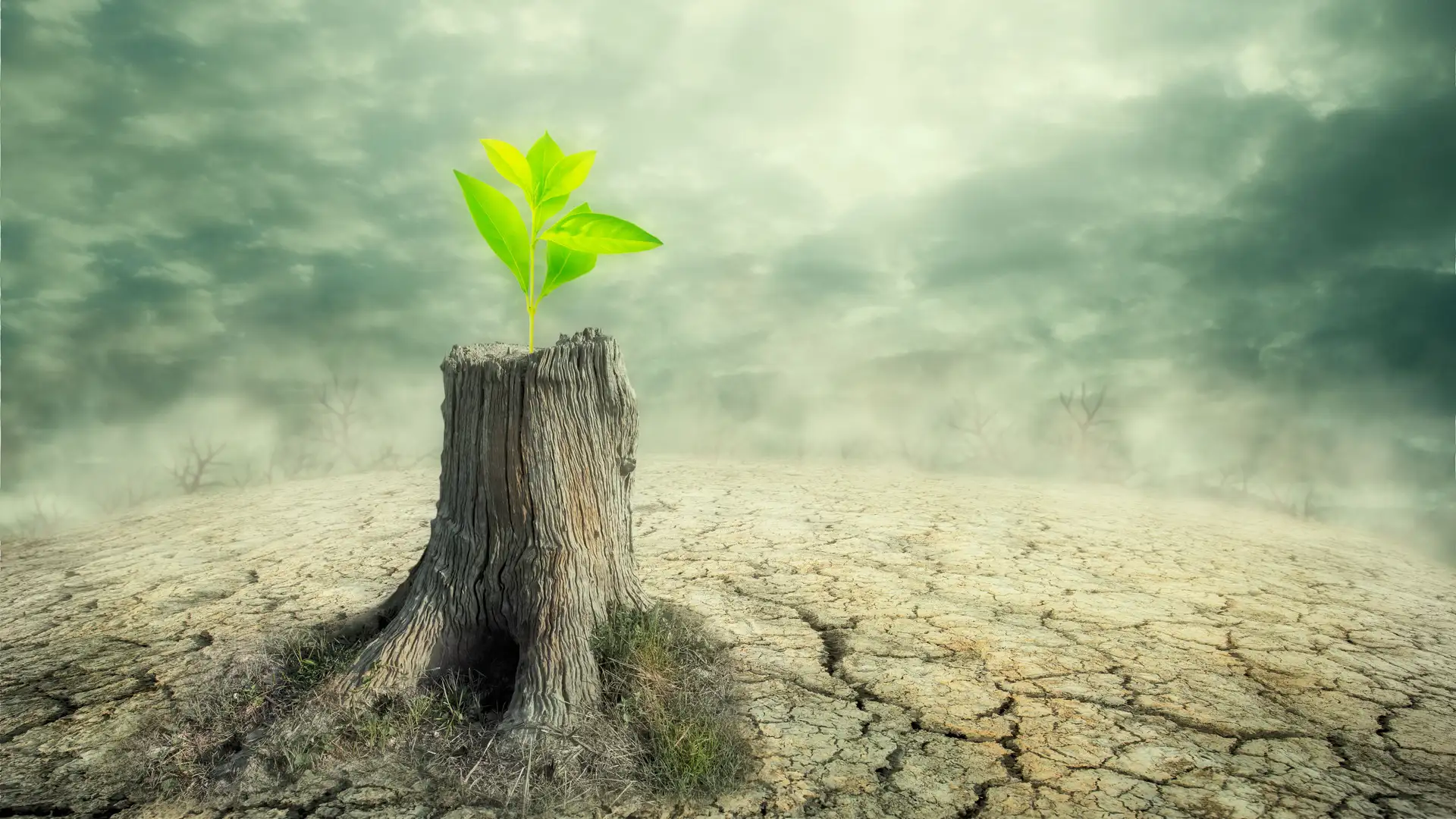 Growing From Adversity