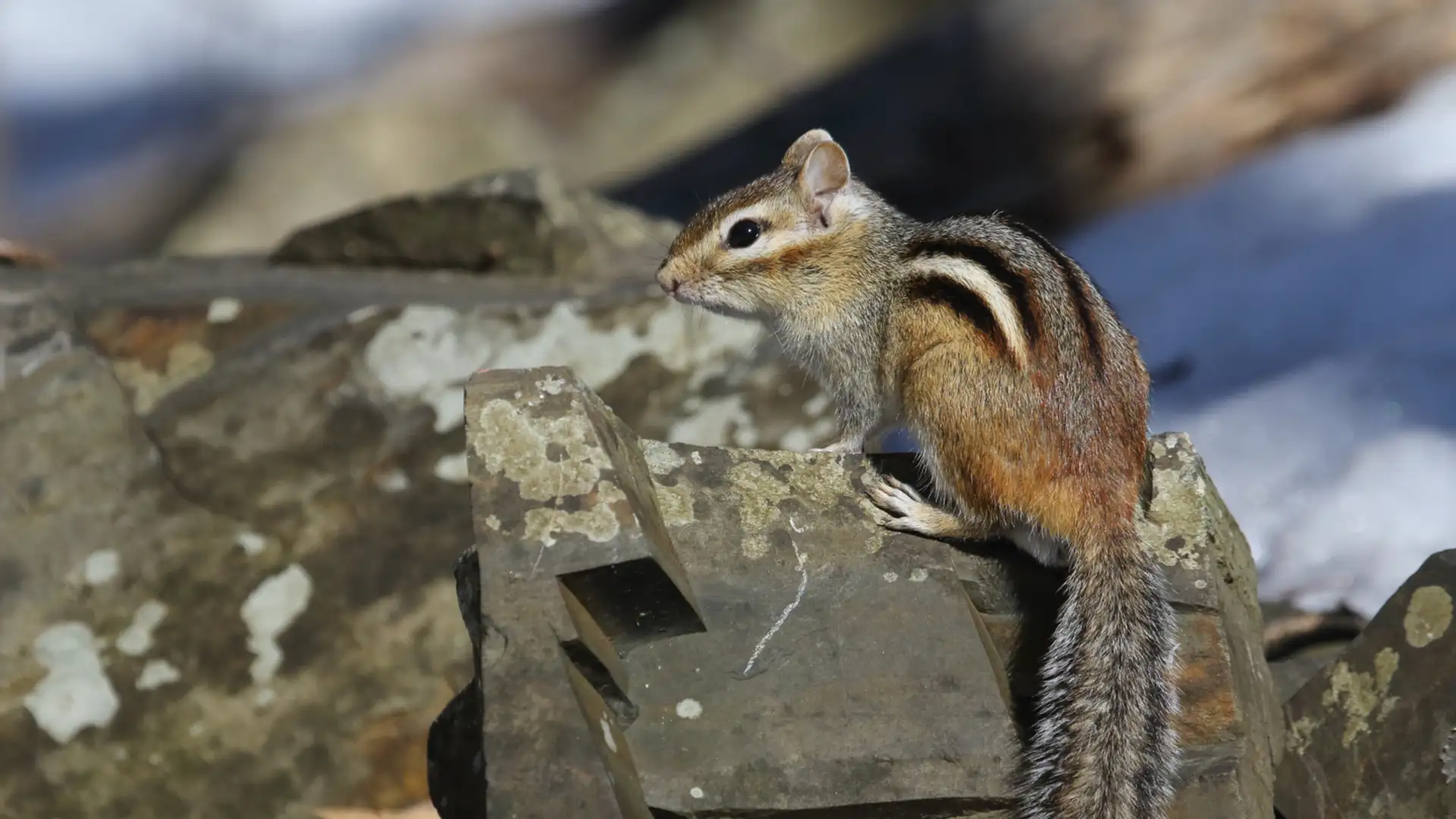 EXTRA: "Chipmunk and Bear" by Joseph Bruchac