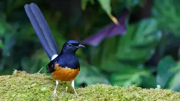 Songbird Competition Causing Crisis in SE Asia