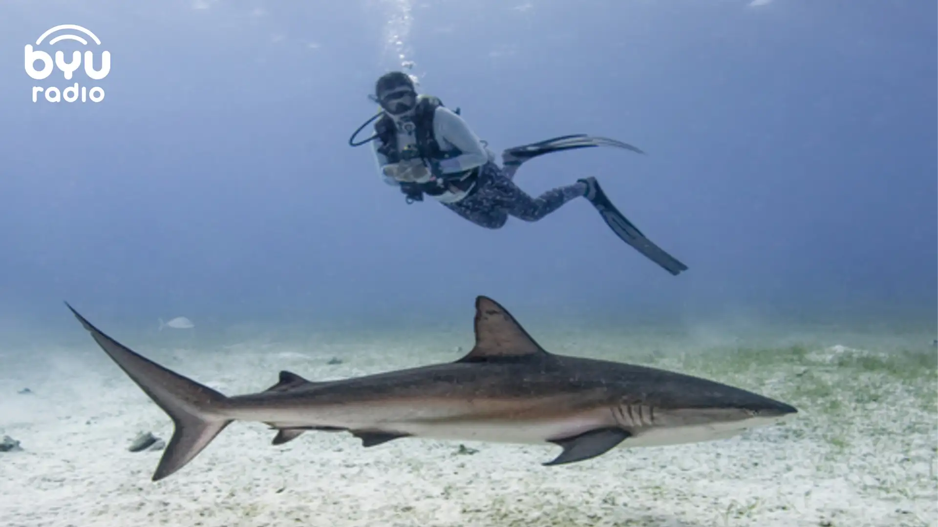 Shark Lover: Advocating for "Scary" Creatures