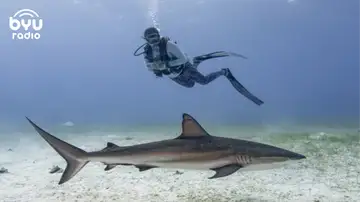 Shark Lover: Advocating for "Scary" Creatures