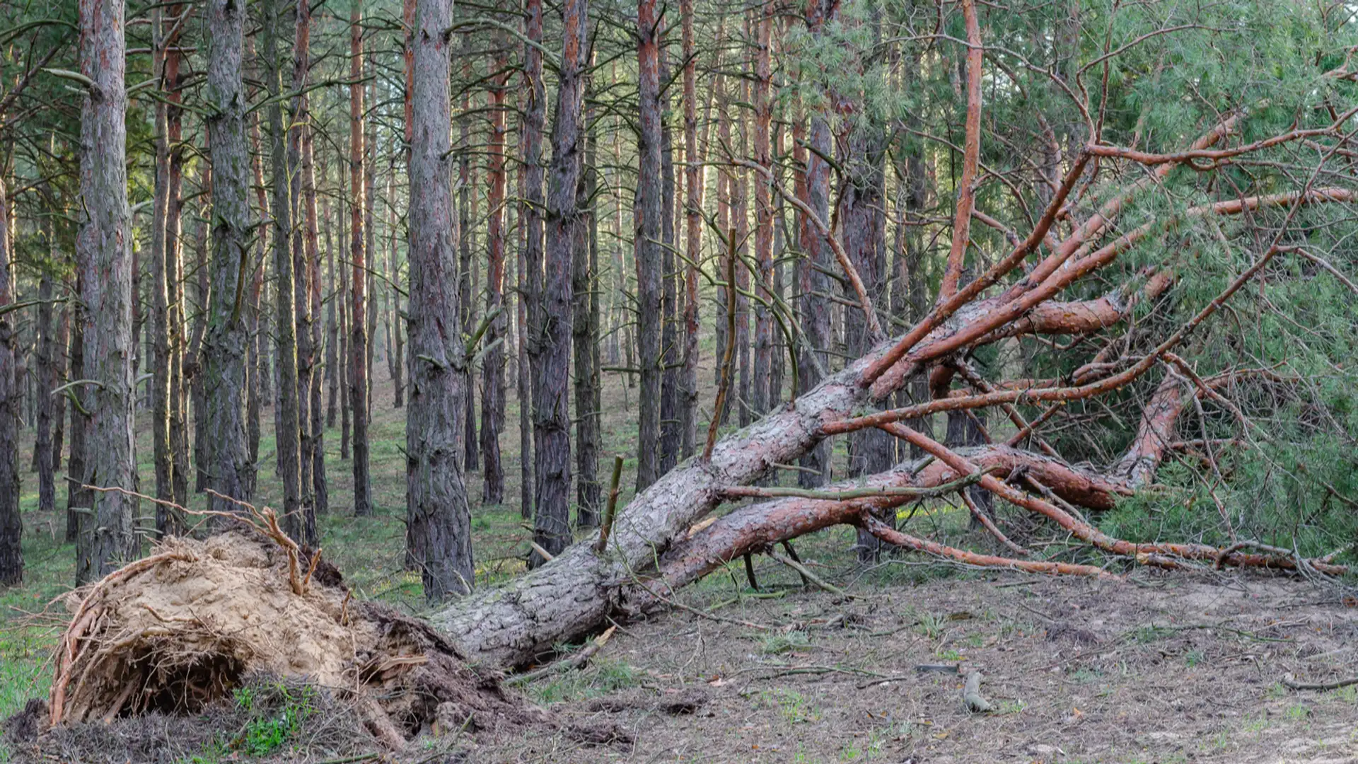 Heard and Unheard Testimony