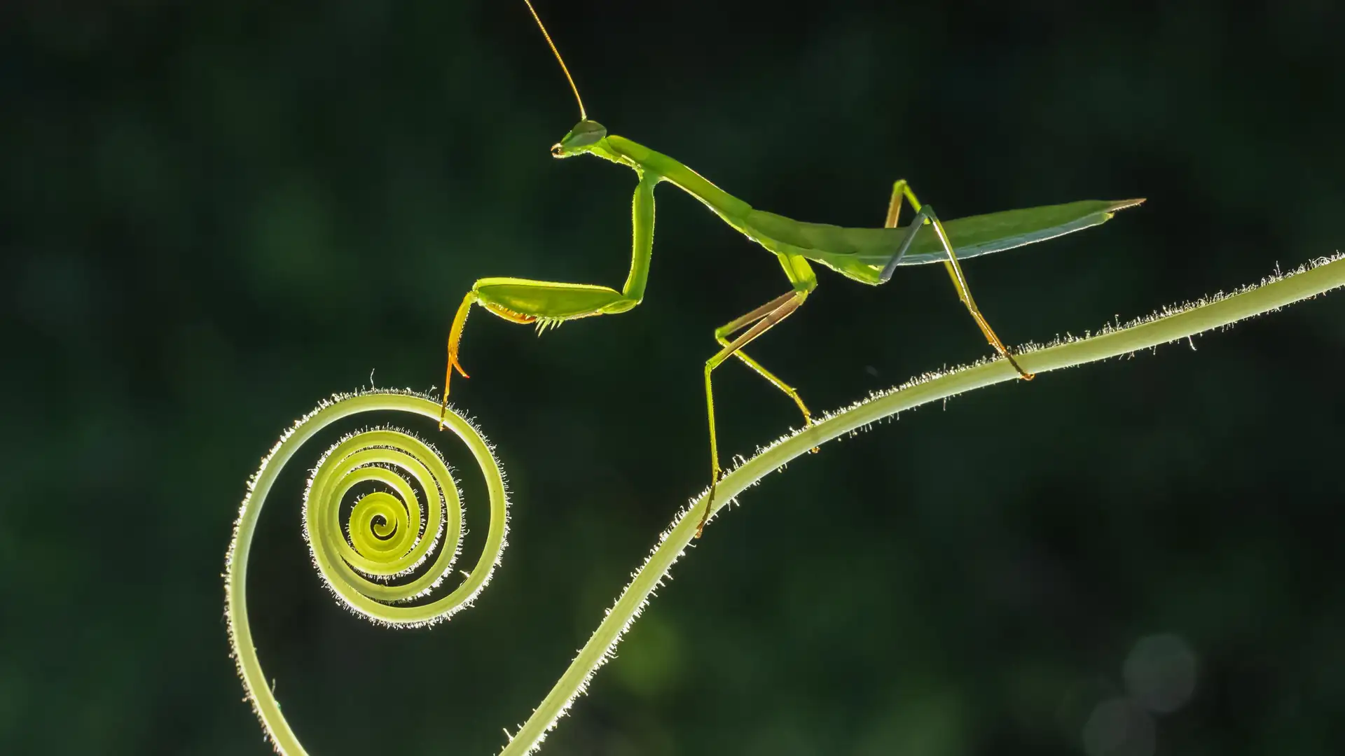 BITE: "Mantis and the Moon" by Charlotte Blake Alston