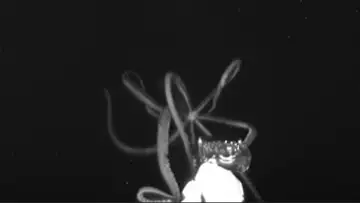 The Kraken