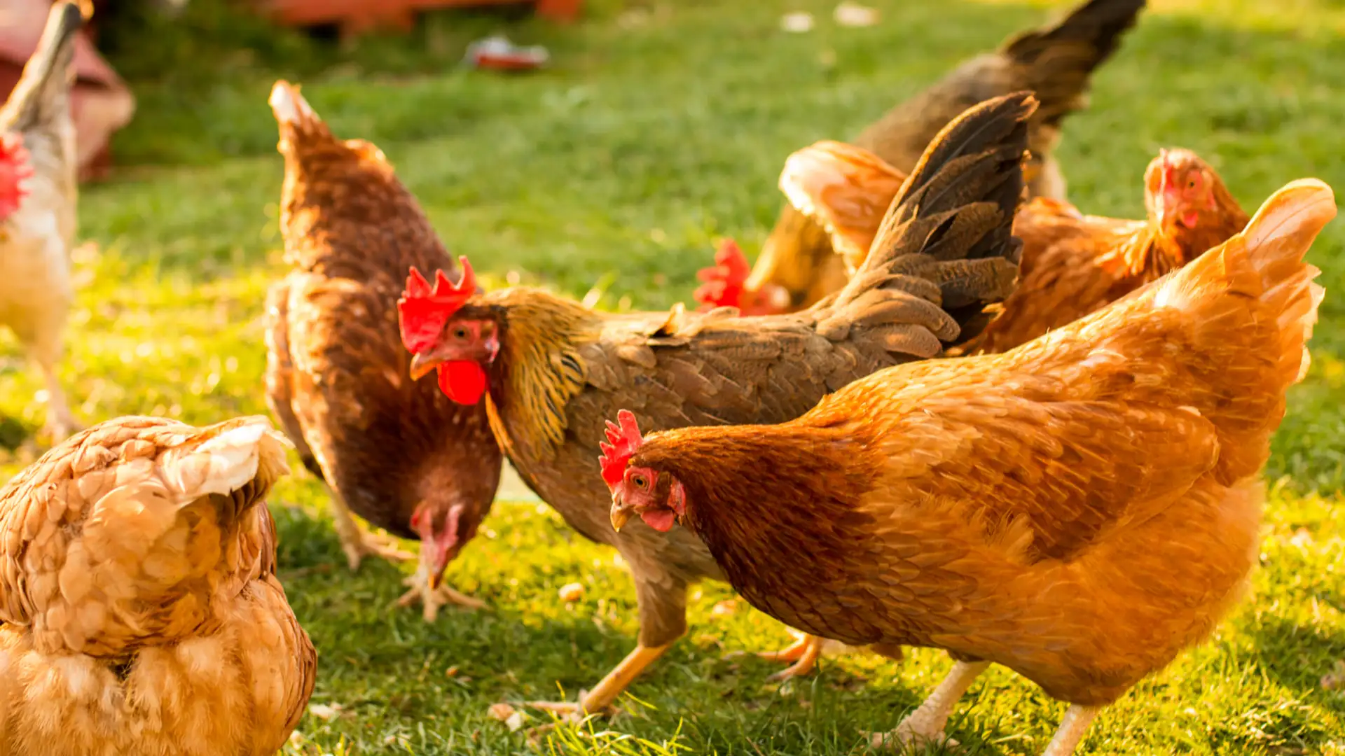 Backyard Chicken Raising