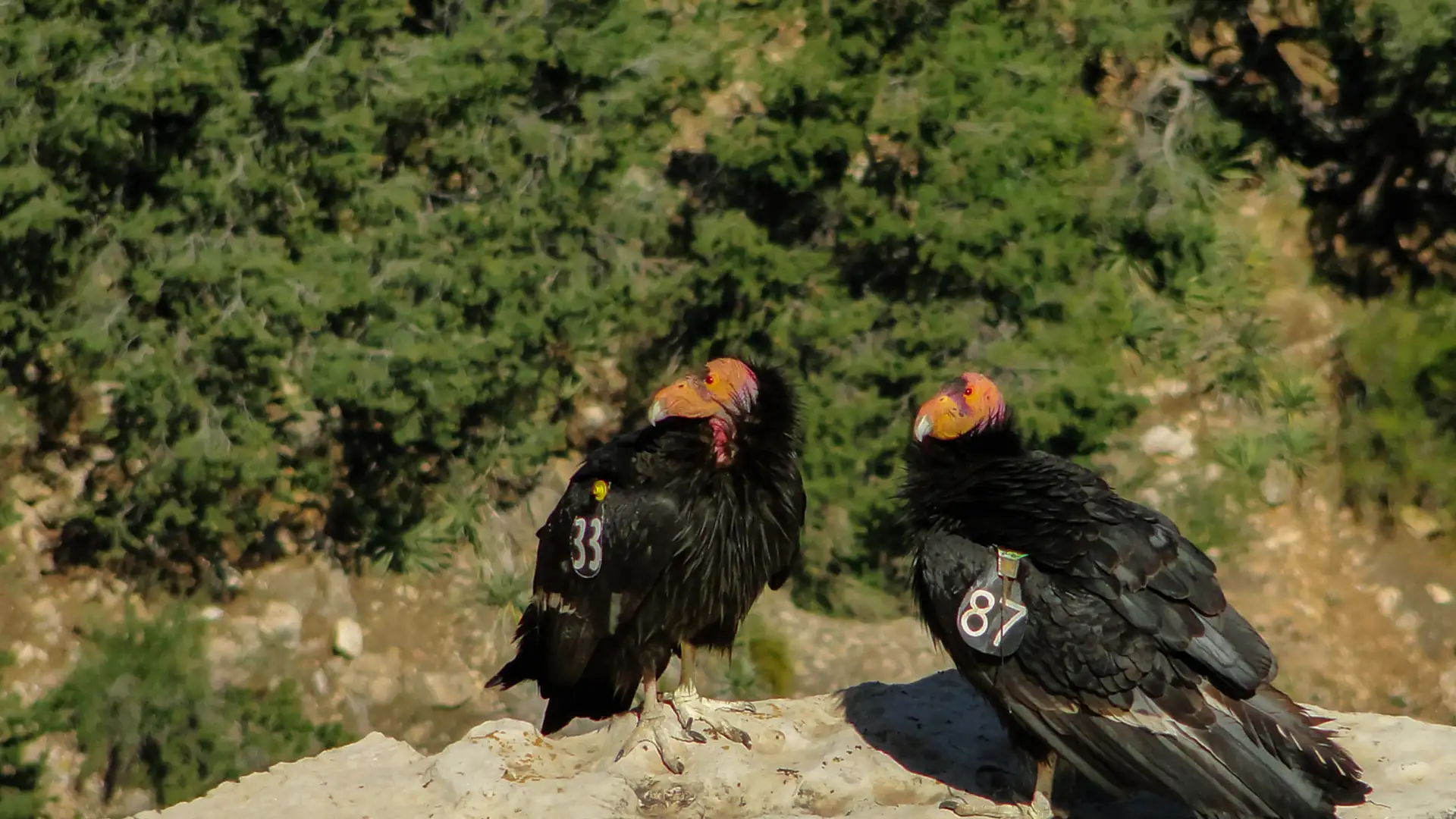 Recovering America's Wildlife Act