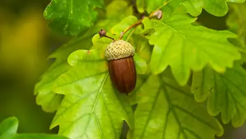 The Oak Tree: Essential to Life on Earth