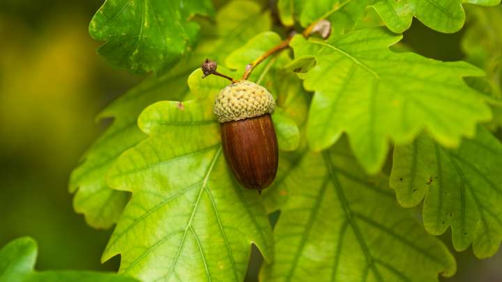 The Oak Tree: Essential to Life on Earth