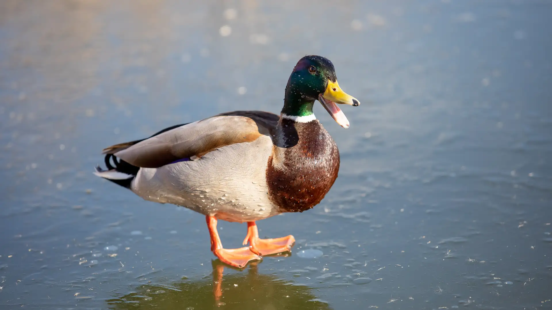 BITE: "Drakestail" by Priscilla Howe