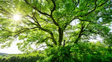 S1 E49: The Story Tree
