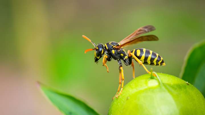 Why We Should Love Wasps