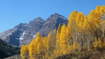 The Aspen Grove (9-14-25)