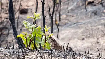 Planting Good
