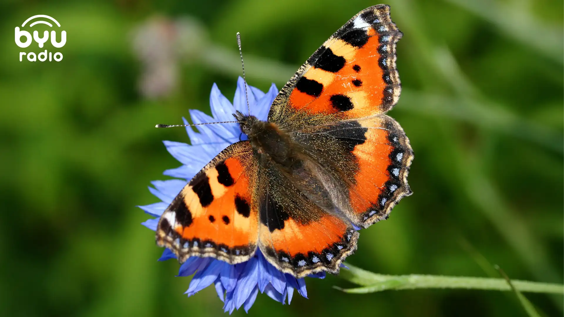 64 Butterflies: The Day Behind the Day