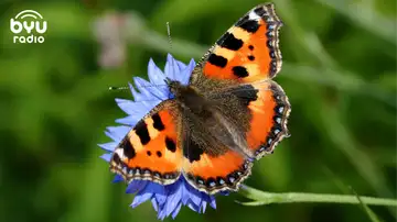 64 Butterflies: The Day Behind the Day