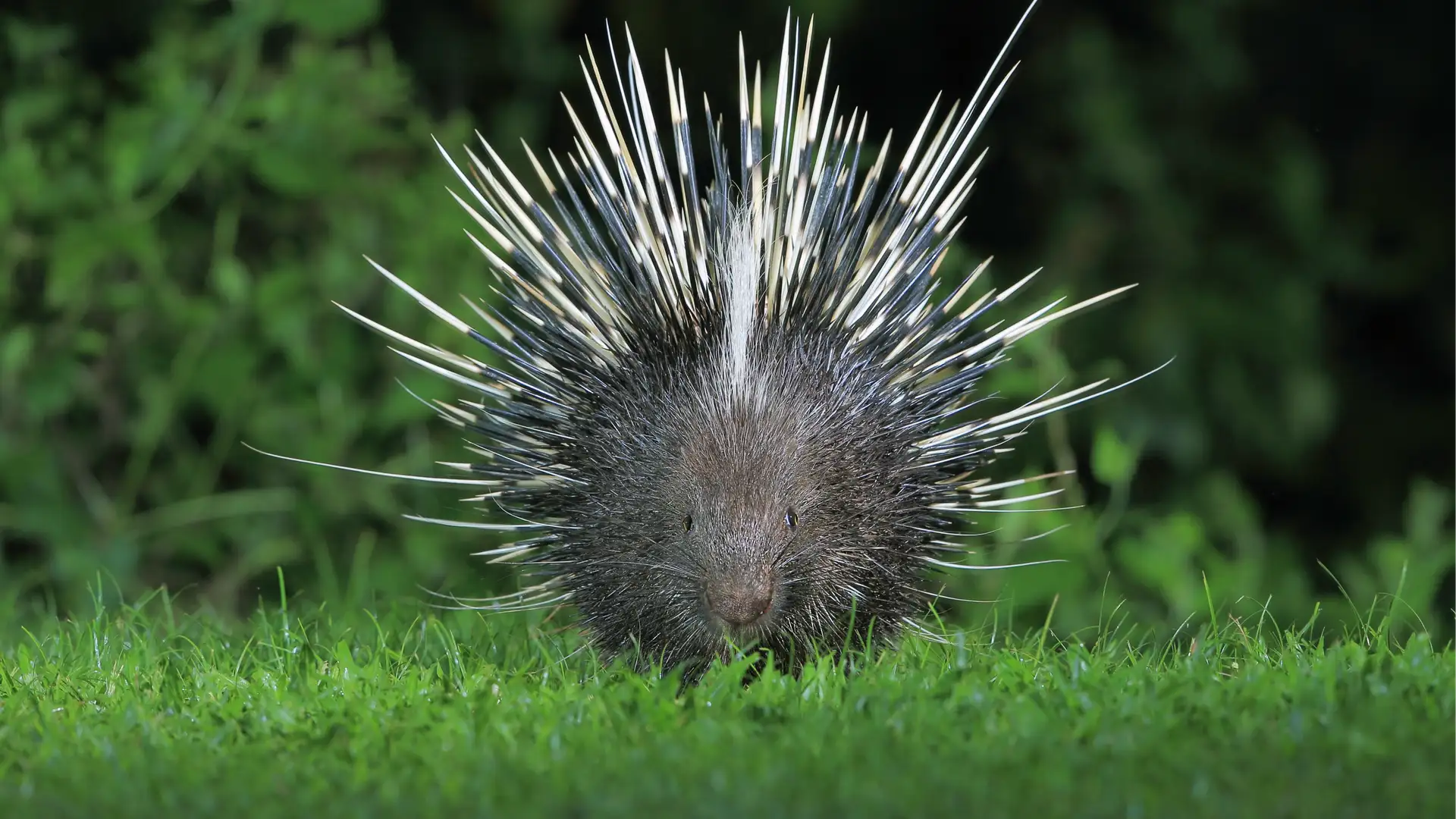 BITE: "Needles the Adirondack Porcupine" by Fran Yardley
